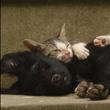 Nerone e Cicilla