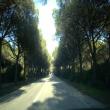 La pineta di Principina a Mare