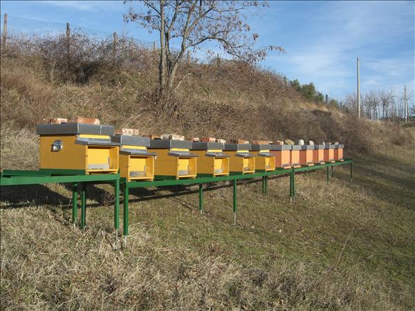 Il nostro apiario!: Bologna